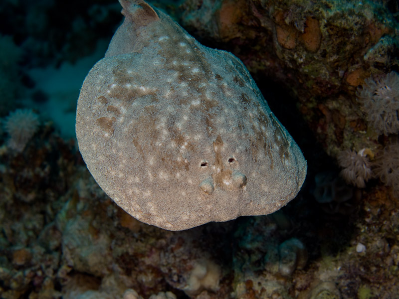 Photo at Canyon Coral Garden:  Marbled electric ray