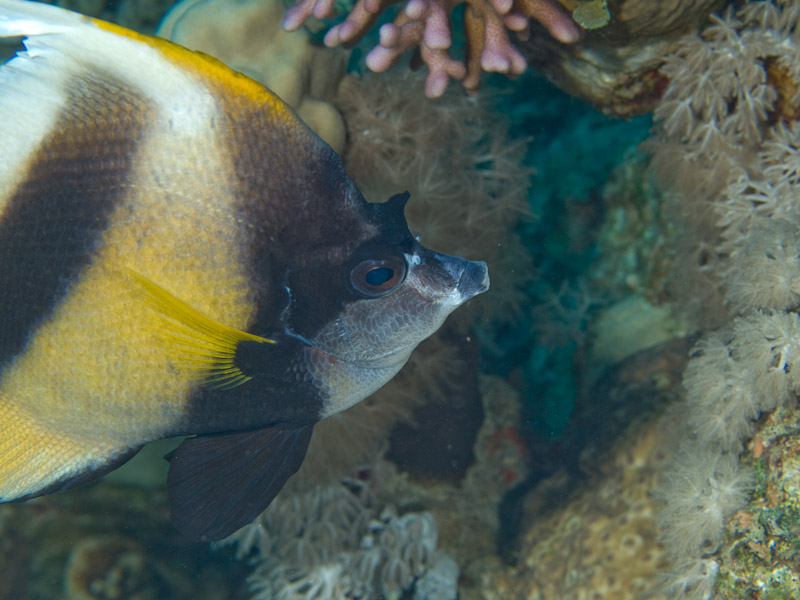 Photo at Canyon Coral Garden:  Red Sea bannerfish
