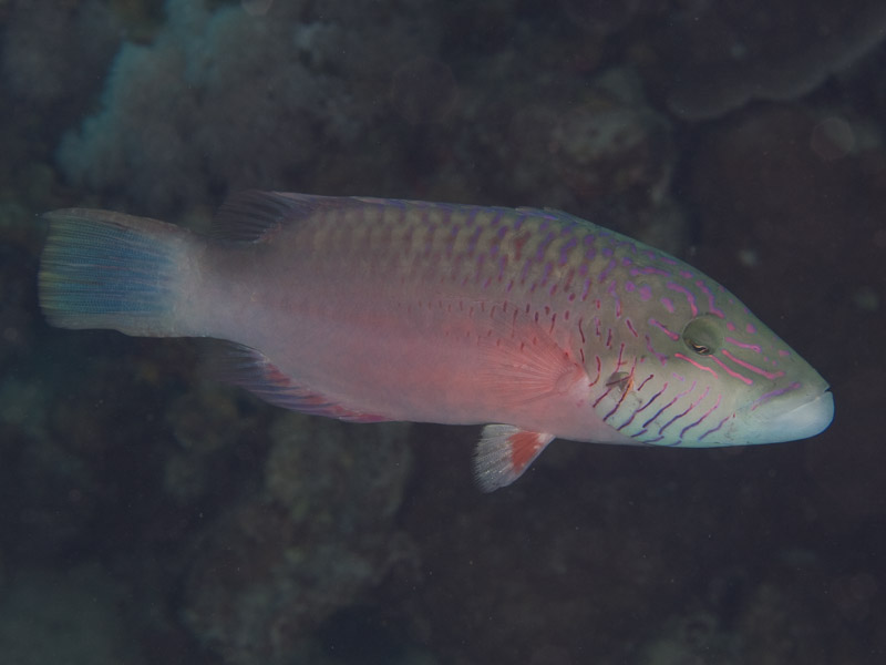 Photo at Canyon Coral Garden:  Cheeklined wrasse
