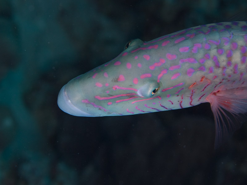 Photo at Canyon Coral Garden:  Cheeklined wrasse