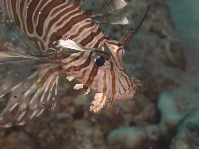 Photo at Canyon Coral Garden:  Devil firefish