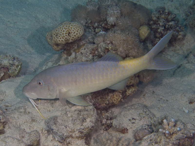 Photo at Canyon Coral Garden:  Goldsaddle goatfish