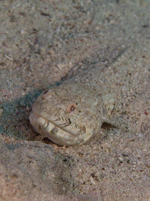 Photo at Canyon Coral Garden:  Lizardfish