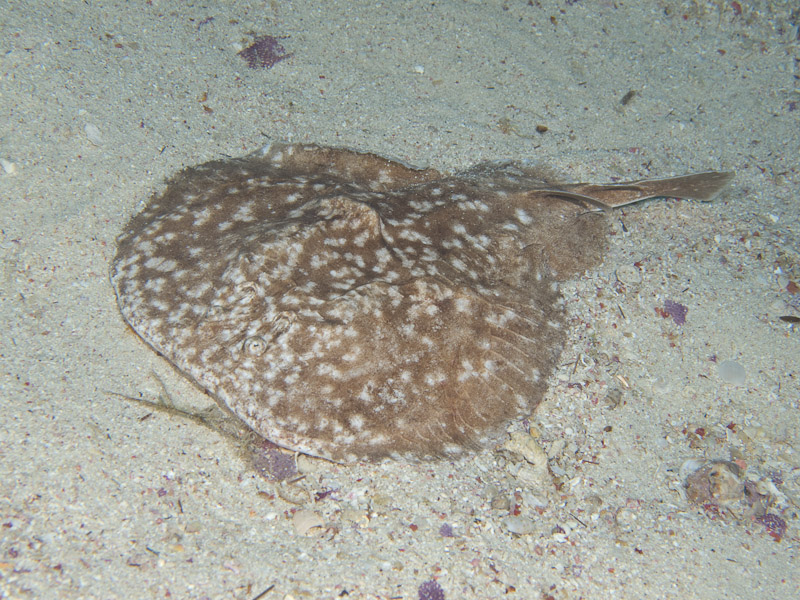 Photo at Canyon:  Marbled electric ray