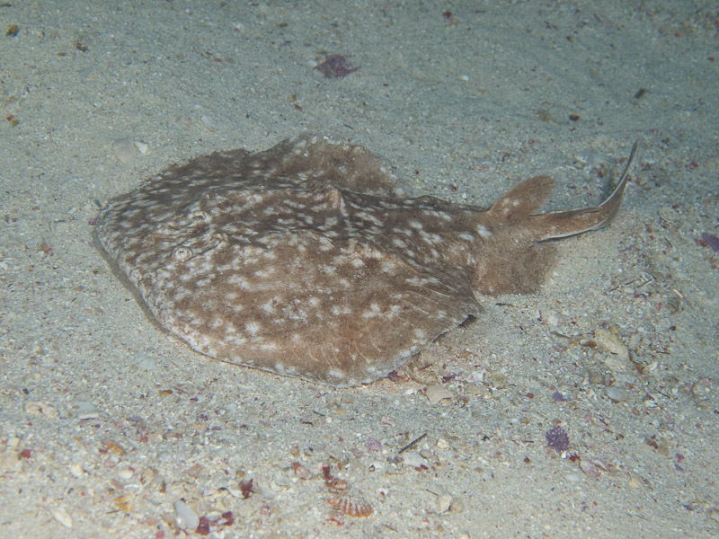 Photo at Canyon:  Marbled electric ray