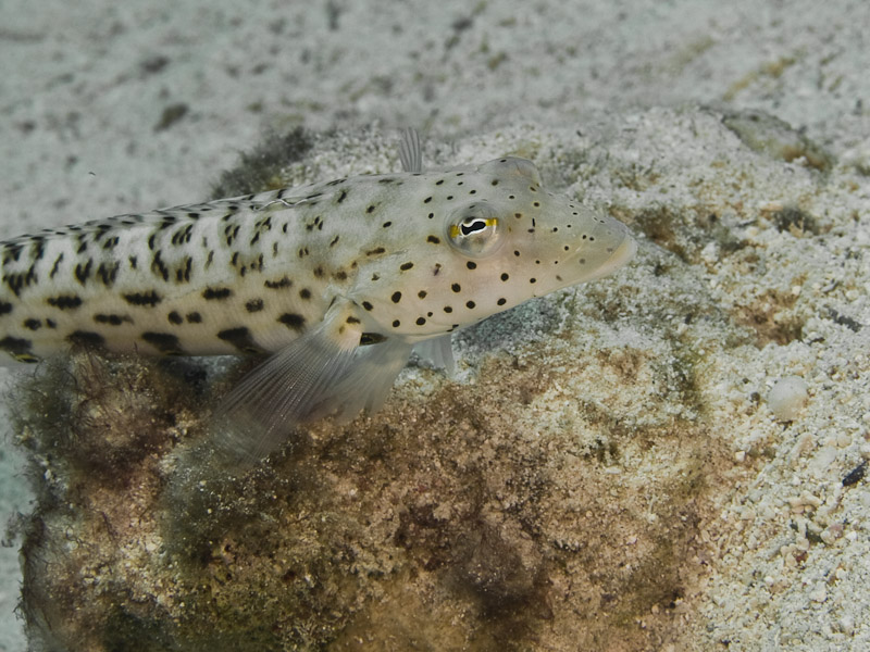 Photo at Canyon:  Speckled sandperch
