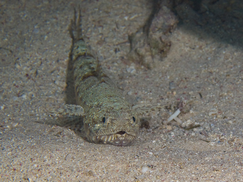 Photo at Canyon:  Gracile lizardfish