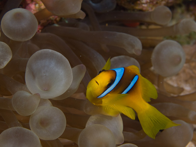 Photo at Els Bells / Blue Hole:  Twoband anemonefish