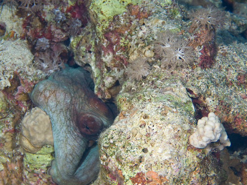Photo at Els Bells / Blue Hole:  Reef Octopus