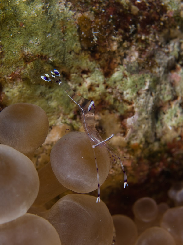 Photo at The Caves:  Long-arm cleaner shrimp