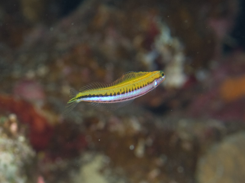 Photo at The Caves:  Piano fangblenny