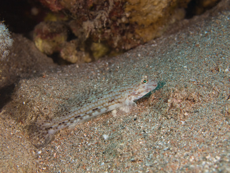 Photo at Moray Garden:  Decorated goby