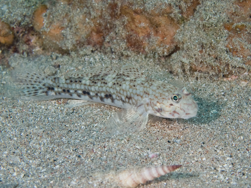 Photo at Moray Garden:  Decorated goby