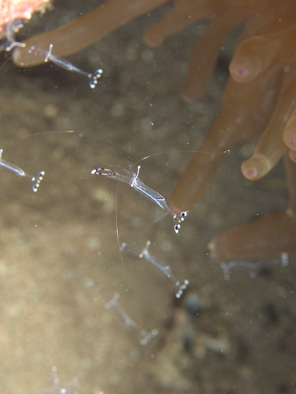 Photo at Moray Garden:  Long-arm cleaner shrimp