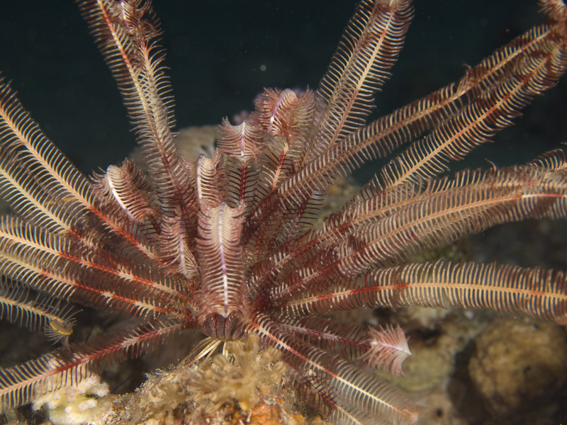 Photo at Lighthouse:  Crinoid feather star