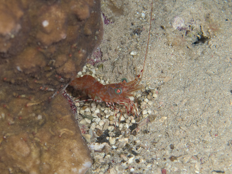 Photo at Lighthouse:  Green-eye dancing shrimp