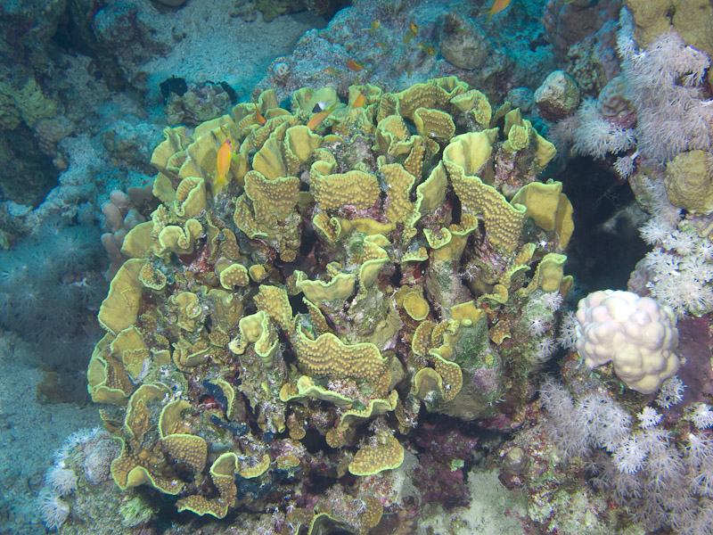 Photo at Blue Hole Coral Garden:  Salad Coral