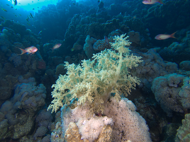 Photo at Blue Hole Coral Garden: 