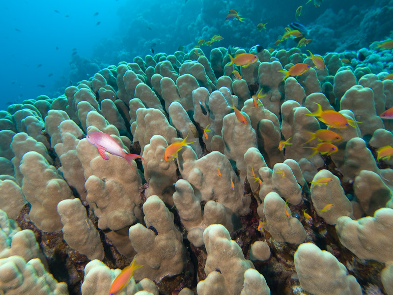Photo at Blue Hole Coral Garden:  Dome coral,Sea goldie