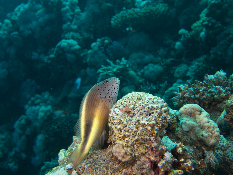 Photo at Blue Hole Coral Garden:  Blackside hawkfish