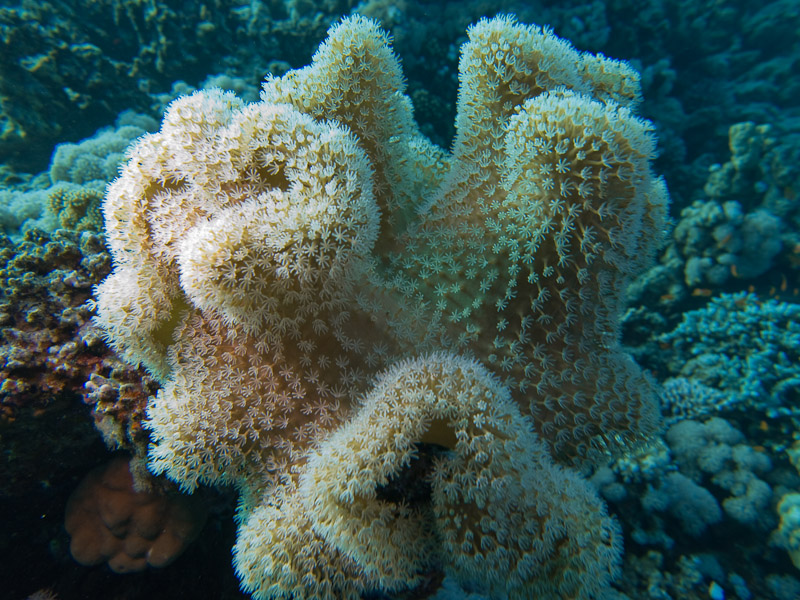 Photo at Blue Hole Coral Garden:  Leather coral