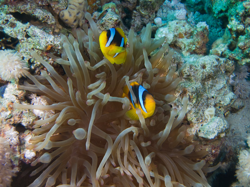 Photo at Blue Hole Coral Garden:  Twoband anemonefish