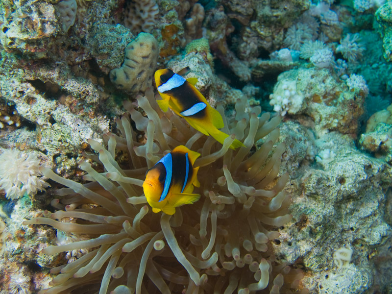 Photo at Blue Hole Coral Garden:  Twoband anemonefish