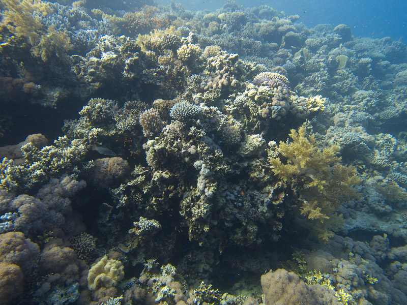Photo at Blue Hole Coral Garden: 