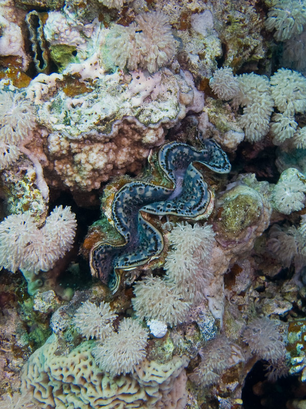 Photo at Blue Hole Coral Garden:  Giant Clam
