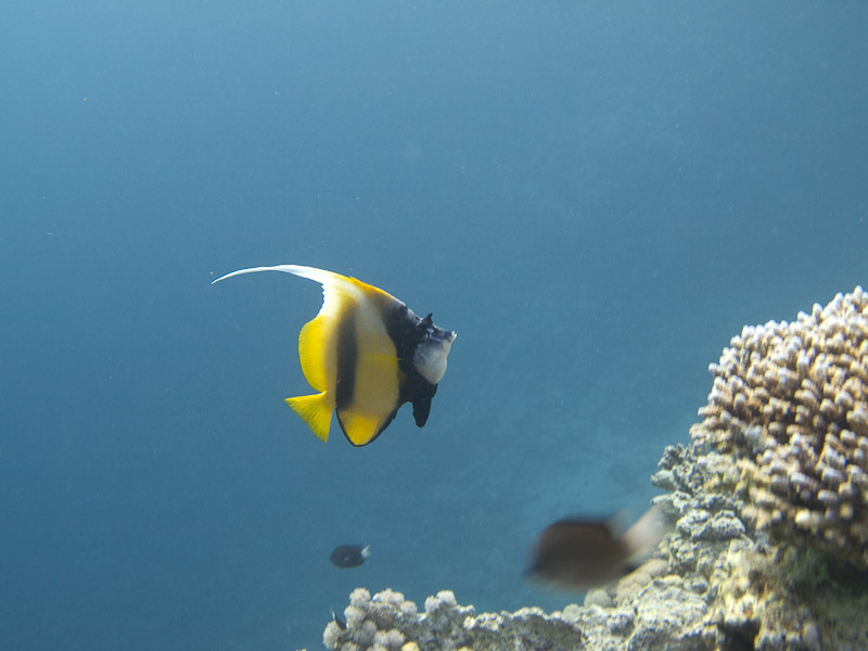 Photo at Blue Hole Coral Garden:  Red Sea bannerfish