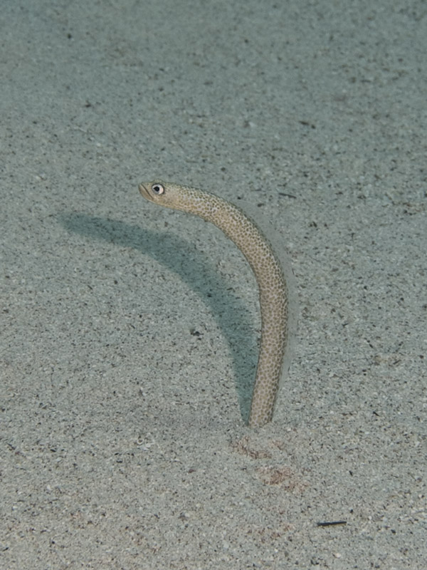 Photo at Eel Garden:  Red Sea garden eel
