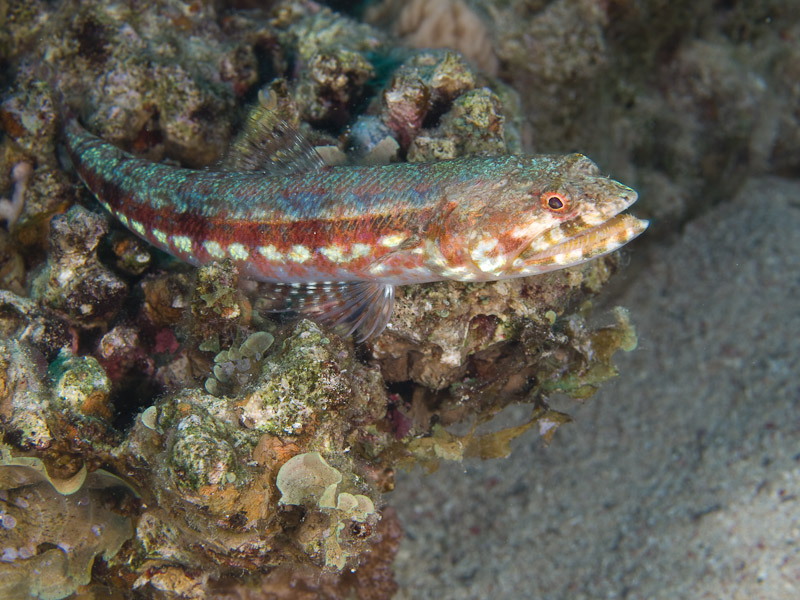 Photo at Rick's Reef:  Sand lizardfish