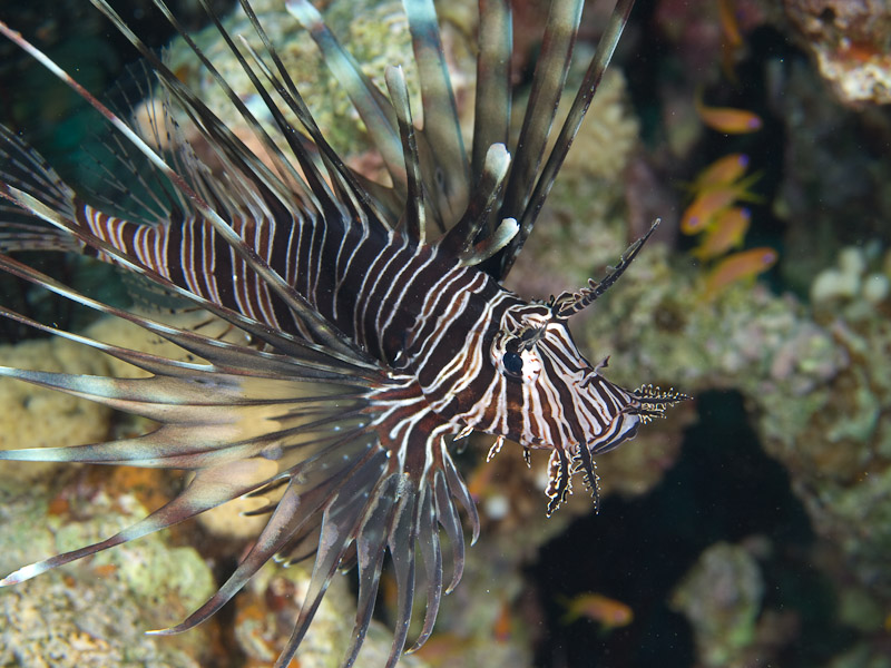 Photo at Rick's Reef:  Devil firefish
