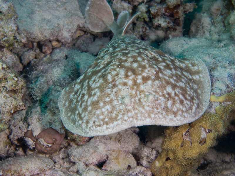 Photo at Rick's Reef:  Marbled electric ray