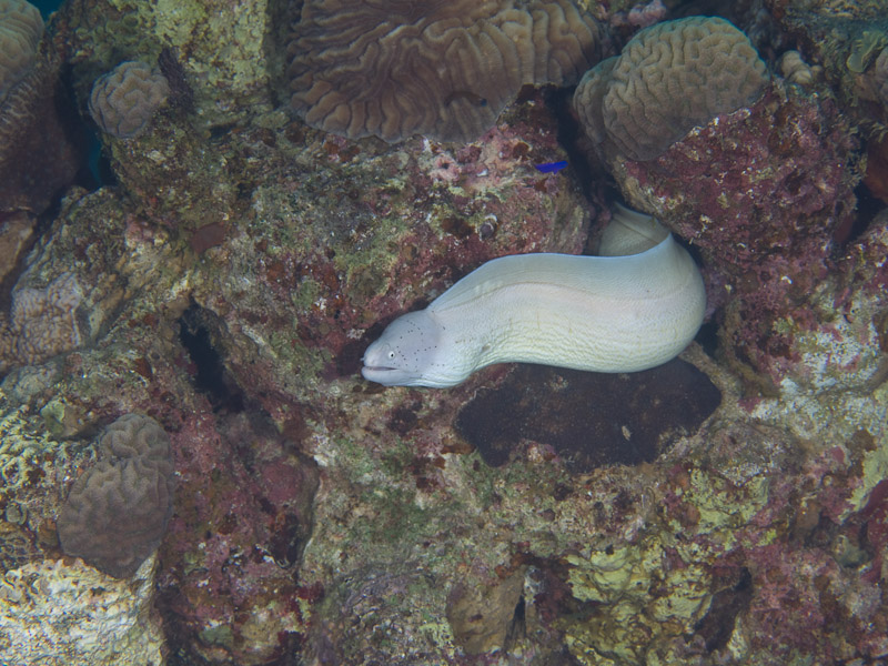 Photo at Rick's Reef:  Geometric moray
