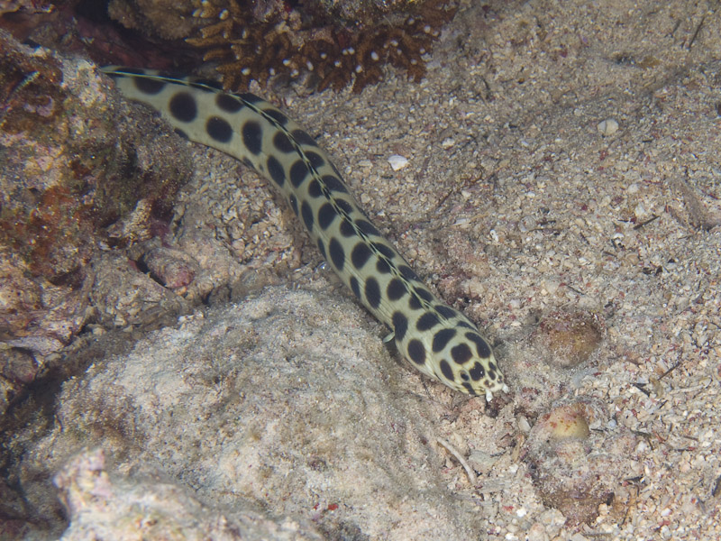 Photo at Rick's Reef:  Tiger snake eel