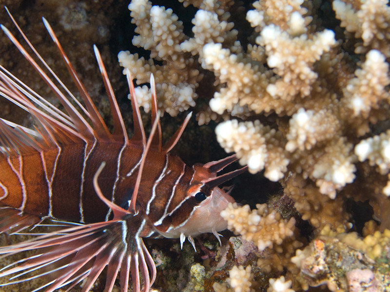 Photo at Rick's Reef:  Radial firefish