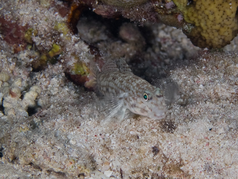 Photo at Rick's Reef:  Decorated goby