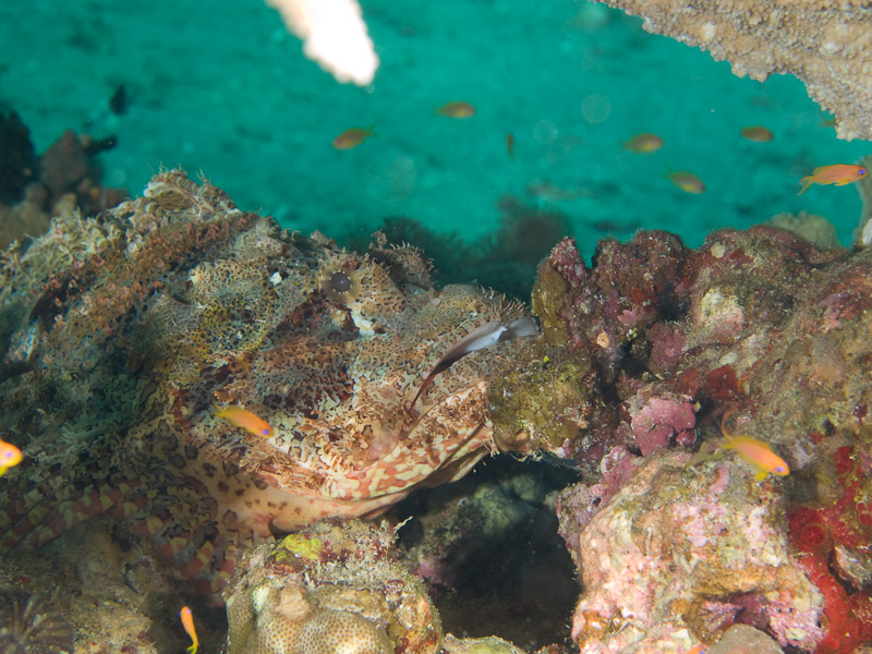 Photo at Moray Garden:  Bearded scorpionfish