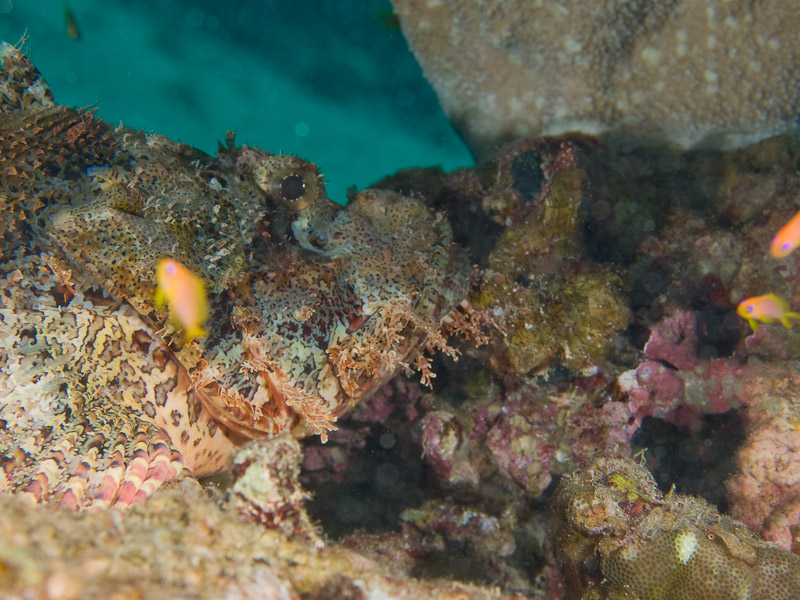 Photo at Moray Garden:  Bearded scorpionfish