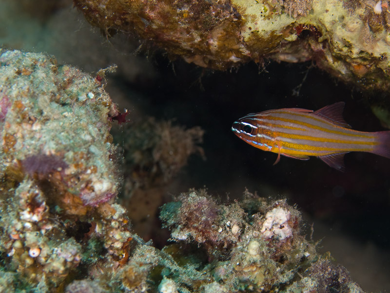 Photo at Um Sid:  Yellowstriped cardinalfish