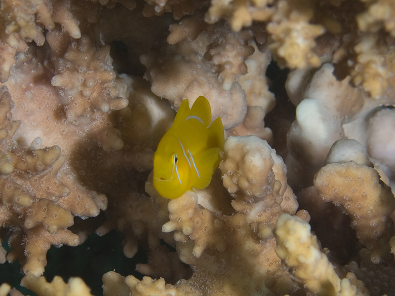 Photo at Um Sid:  Poison goby