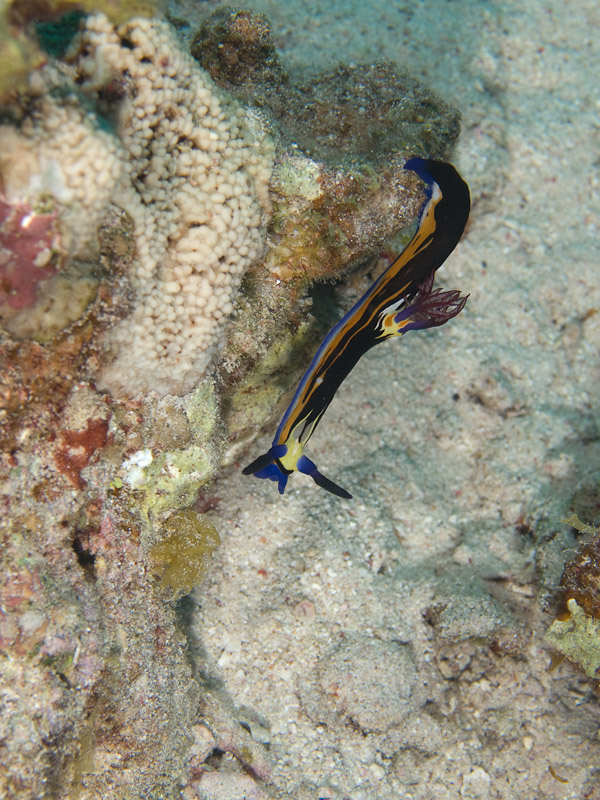 Photo at Um Sid:  Red Sea nembrotha