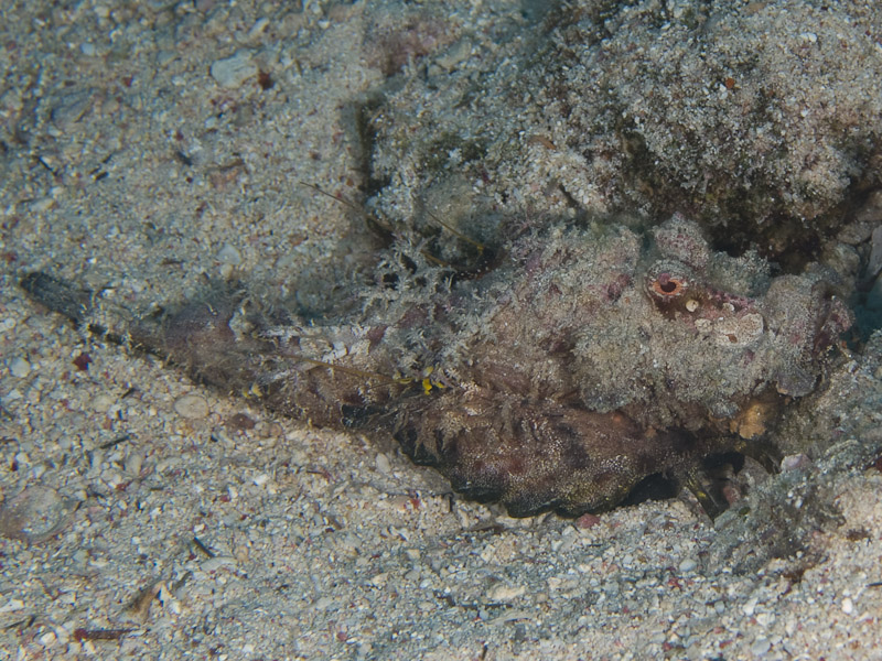 Photo at Um Sid:  Two-stick stingfish