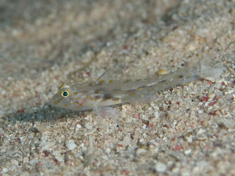 Photo at Um Sid:  Red Sea shrimpgoby