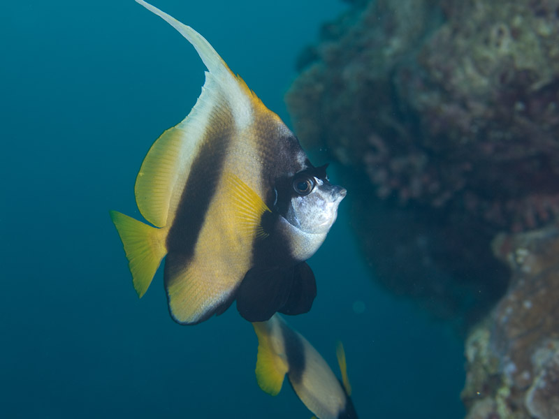 Photo at Um Sid:  Red Sea bannerfish