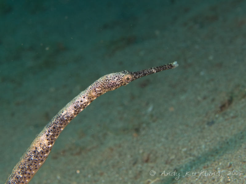 Photo at Lighthouse:  Double-ended pipefish