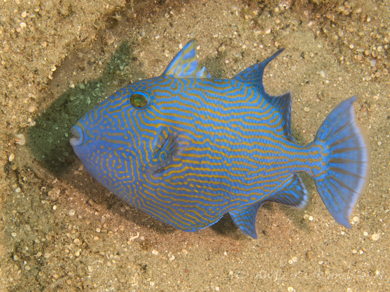 Photo at Lighthouse:  Yellow-spotted triggerfish