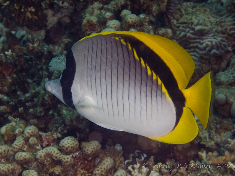 Photo at Moray Garden - South:  Lined butterflyfish