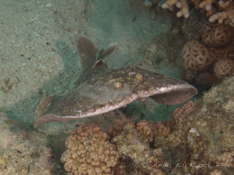 Photo at Moray Garden - South:  Marbled electric ray